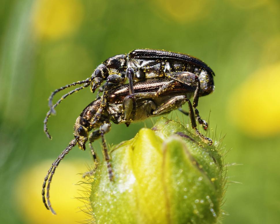 Free Image of Longhorn beetles 