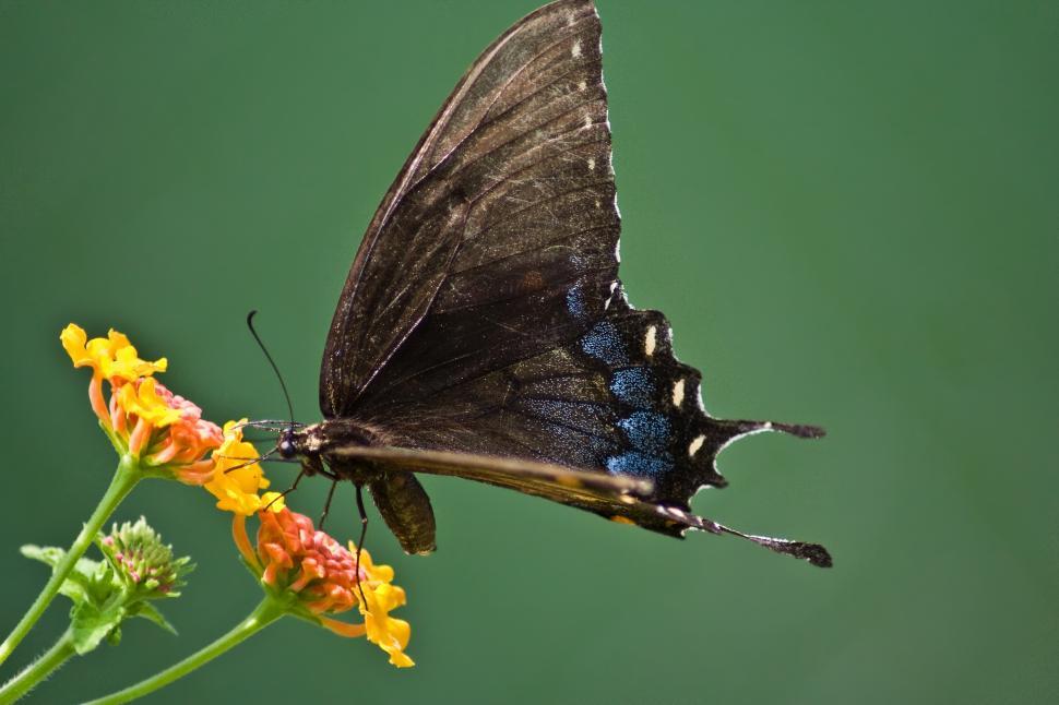 Free Image of Swallowtail Butterfly 