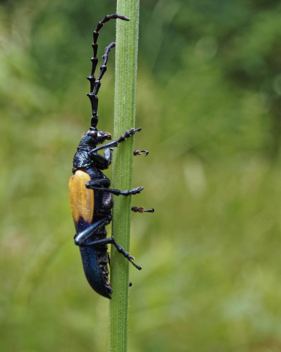Free Image of Elderberry borer beetle 