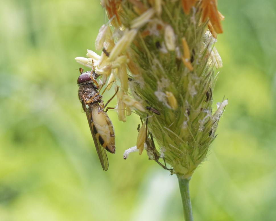 Free Image of Flower fly on grass 