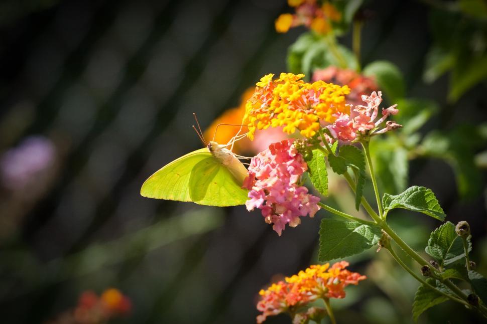 Free Image of Yellow Butterfly 
