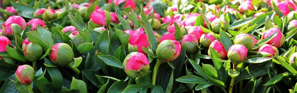 Free Image of Field of pink flower buds 