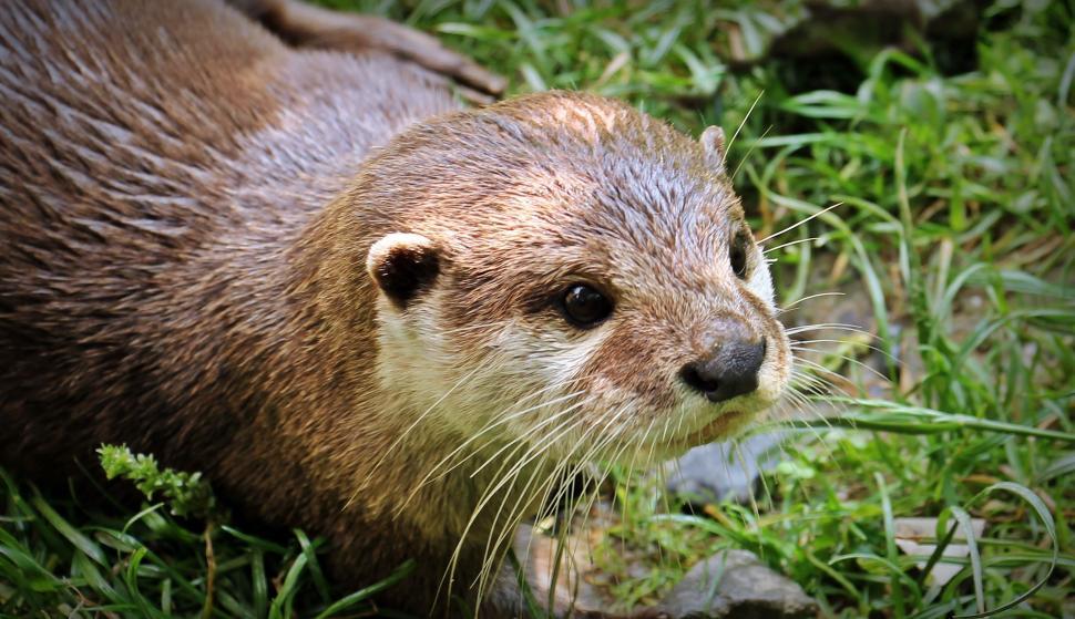 Free Image of It's an otter 
