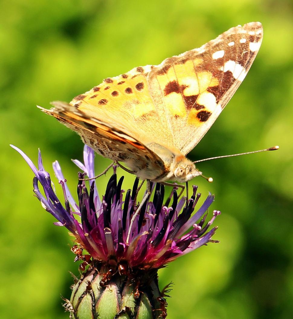 Free Image of Butterfly on a thistle 