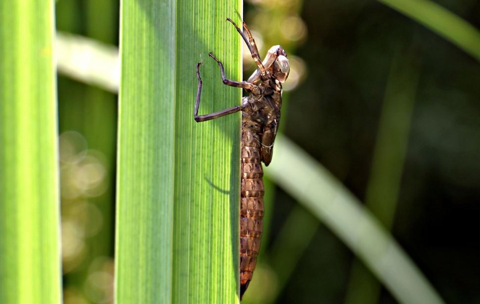 Free Image of Dragonfly on a reed 