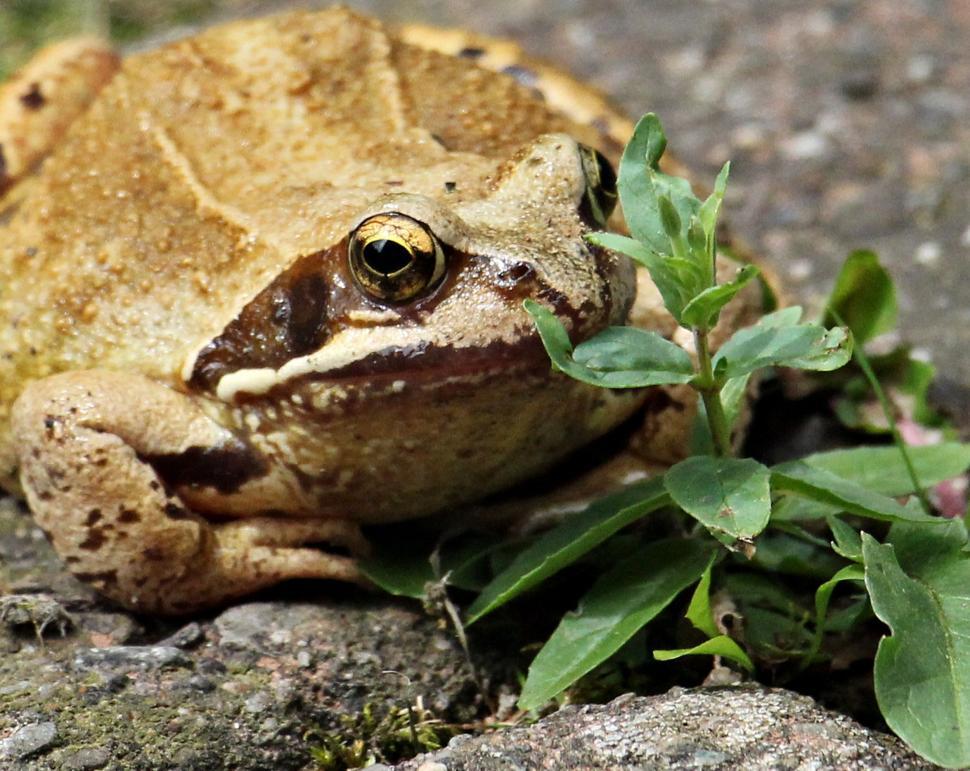 Free Image of Frog outdoors 