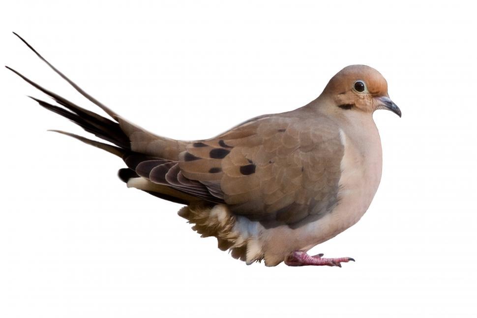 Free Image of Morning Dove 
