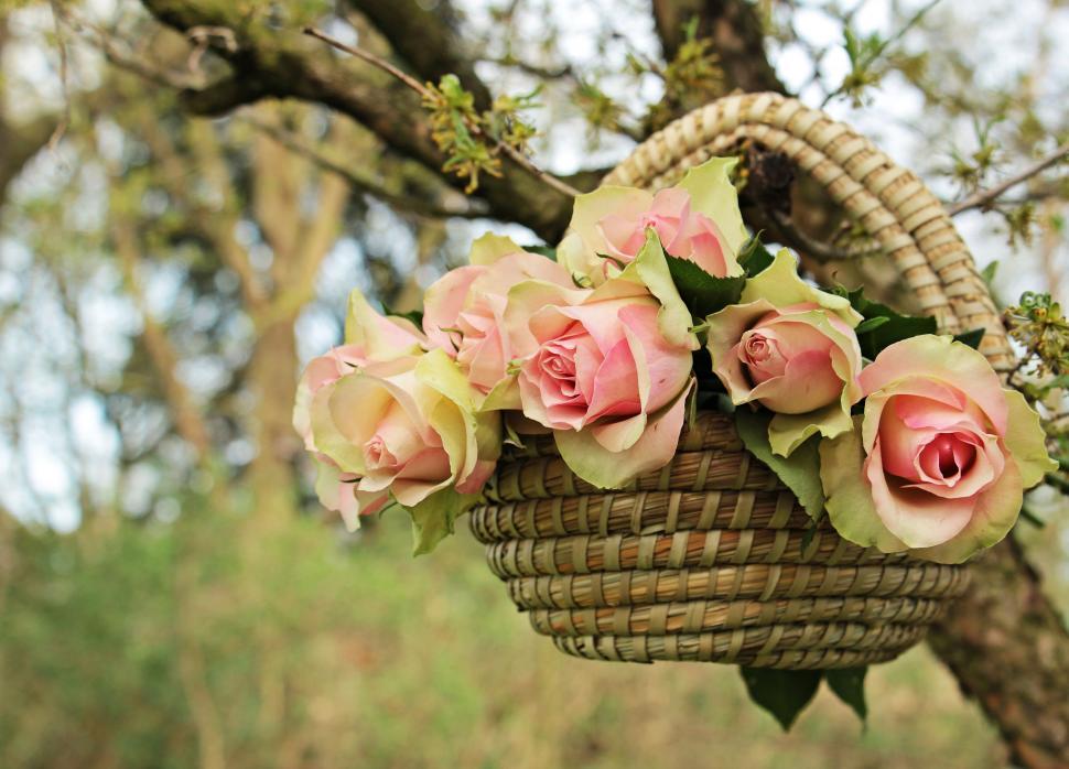 Free Image of Flowers in a basket 