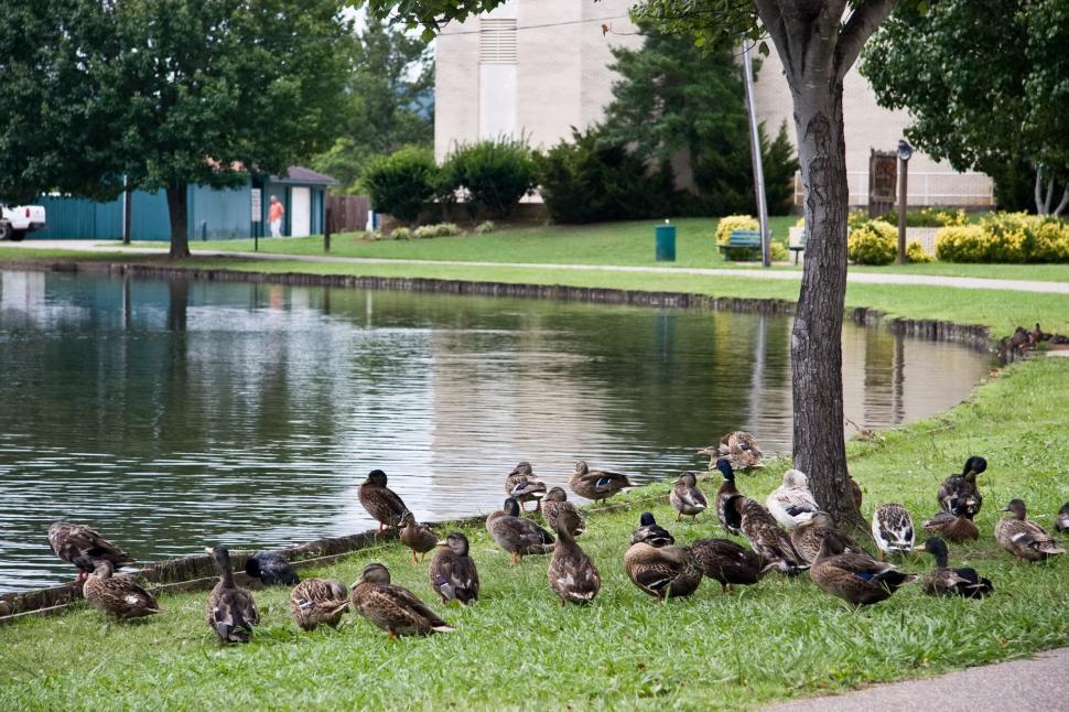 Free Image of Lake with Ducks 