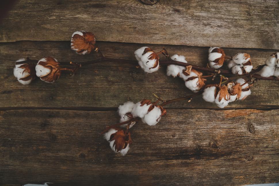 Free Image of Cotton flower on wooden texture 