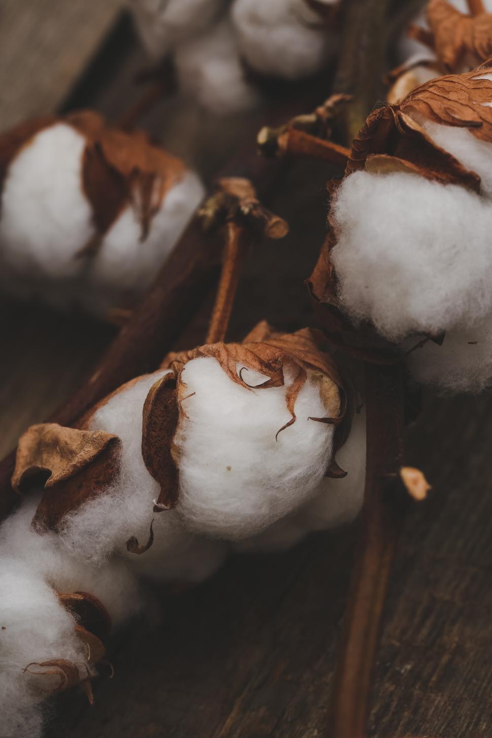 Free Image of Cotton flowers on a table 
