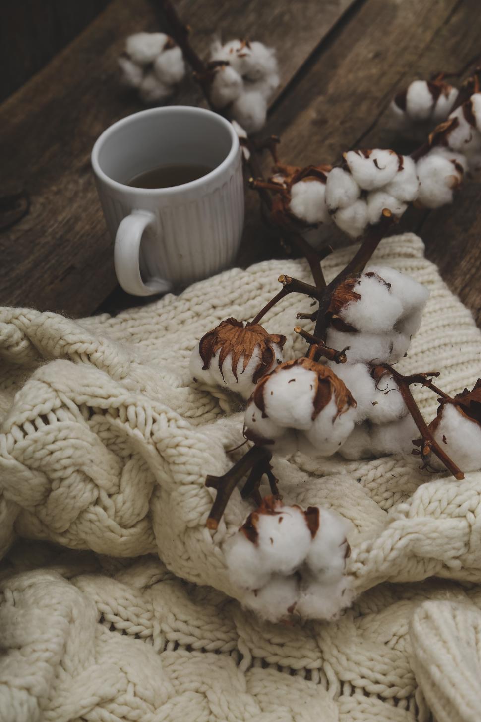 Free Image of Cotton flower with sweater 