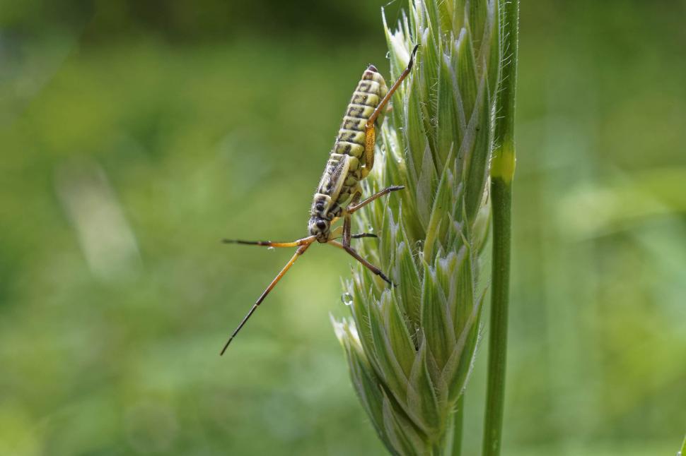 Free Image of Meadow plant bug 