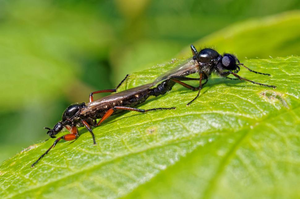 Free Image of march fly mating 