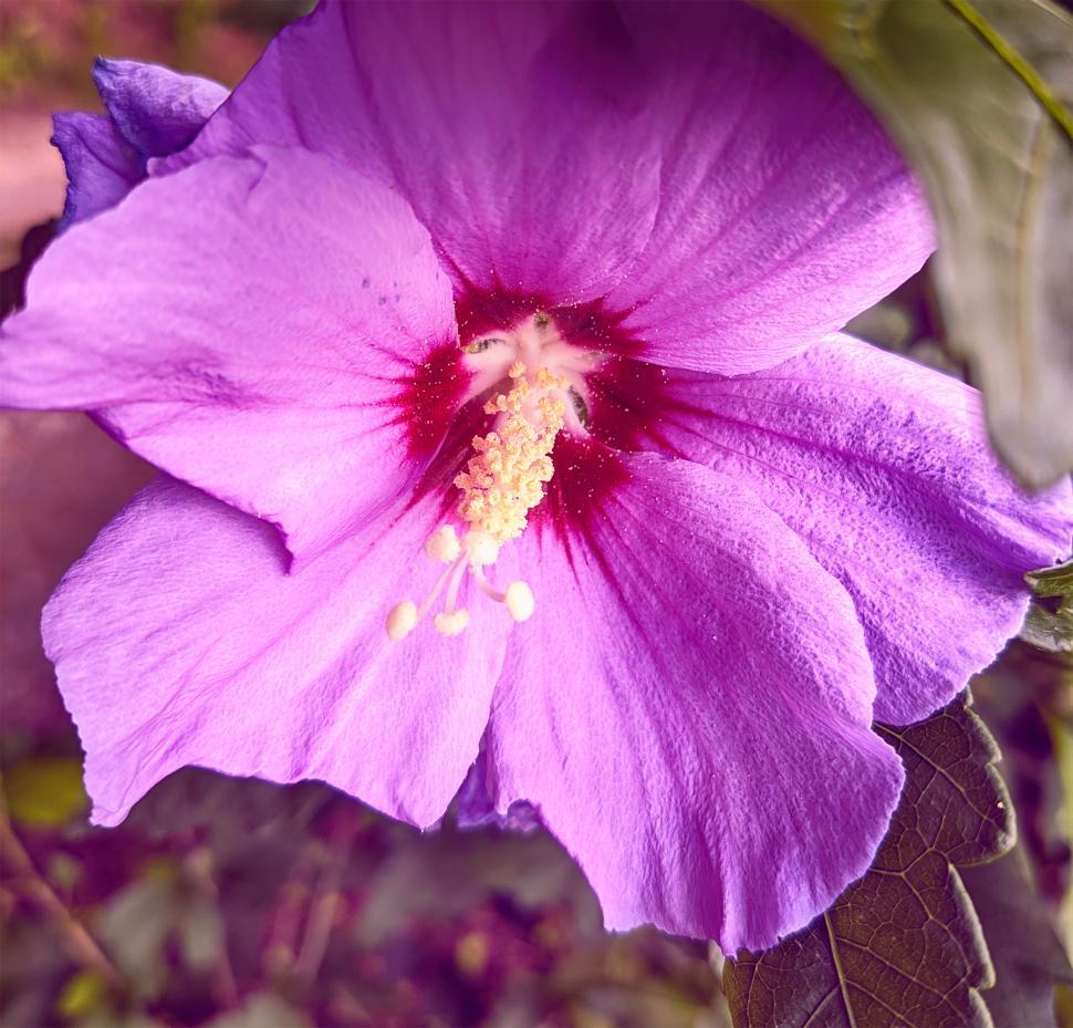 Free Image of Pink flower  