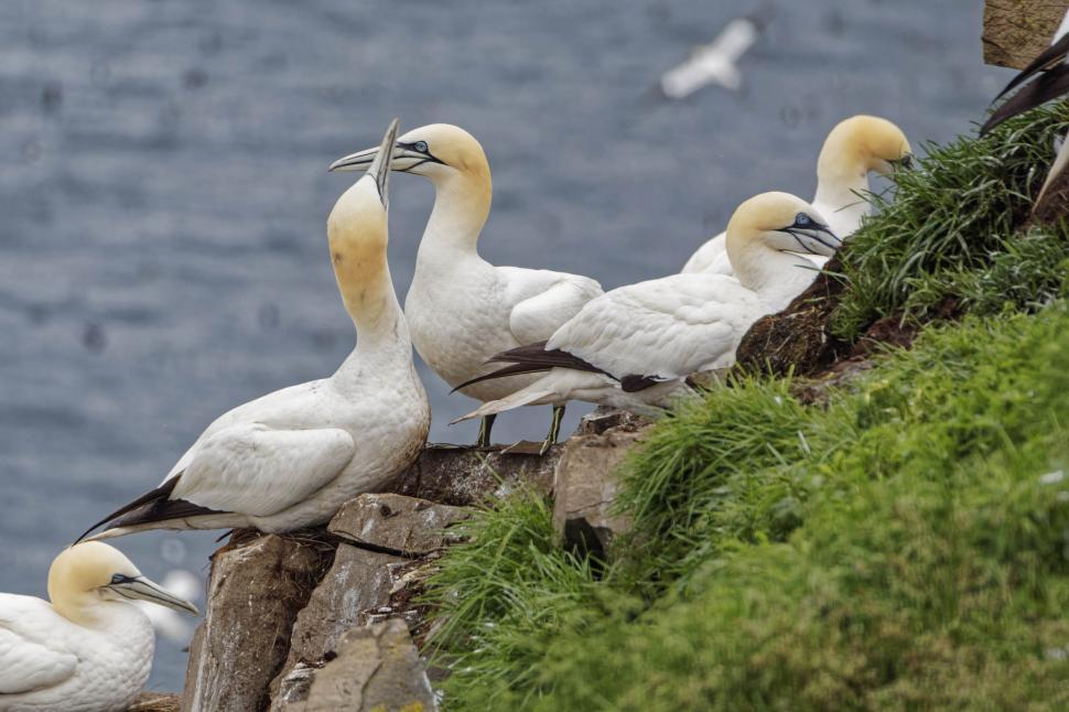 Free Image of Northern Gannets sitting on rocks 