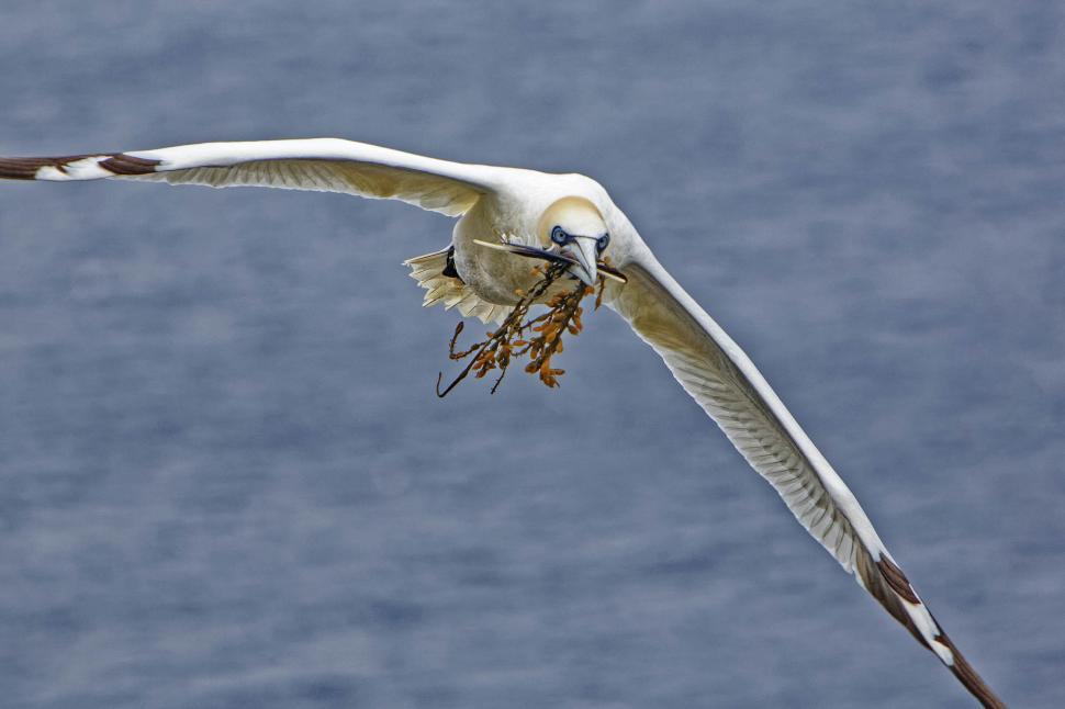 Free Image of Northern Gannet with seaweed 