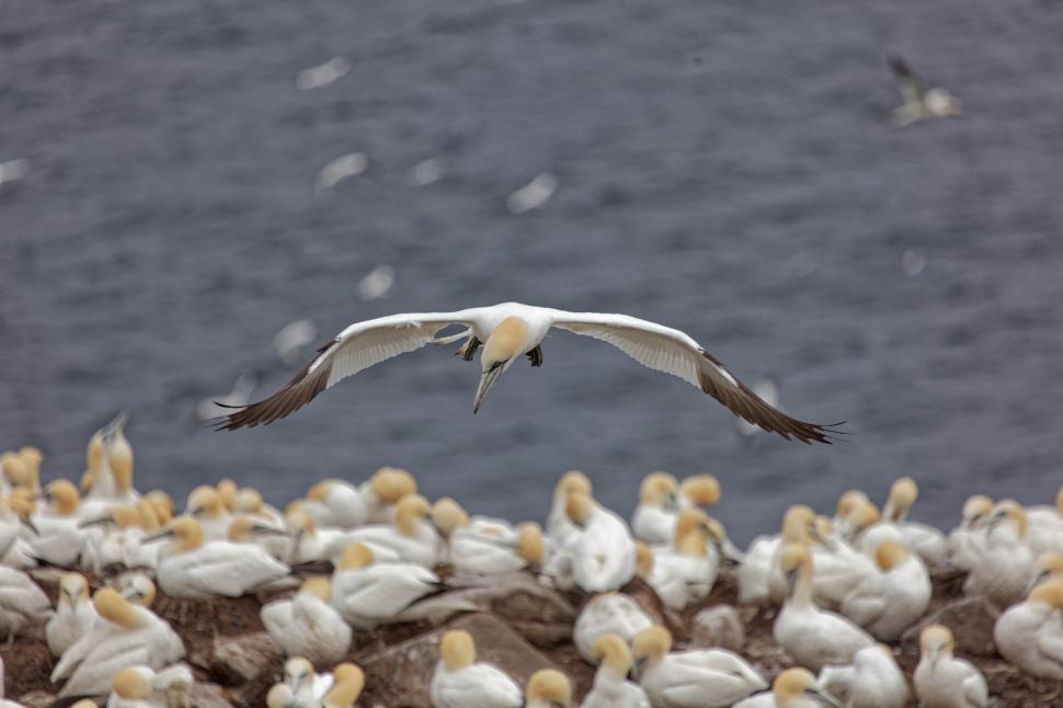 Free Image of Nother gannet looking down 