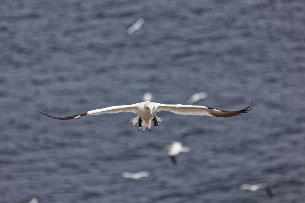 Free Image of Northern gannet with wings out 