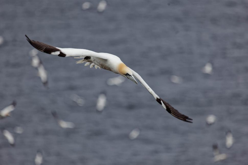 Free Image of Nothern Gannet 