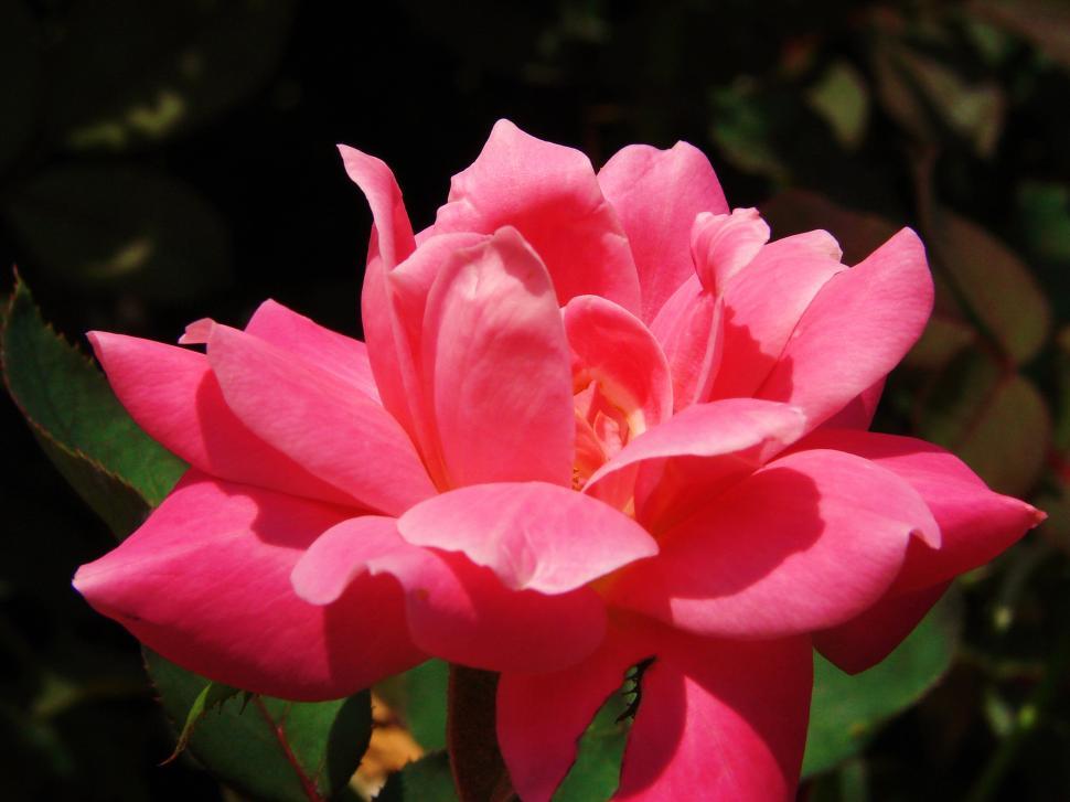 Free Image of Pretty Pink Rose 