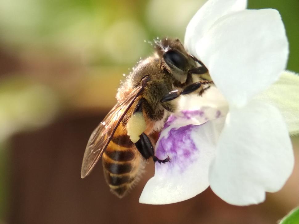 Free Image of  bee drinking honey  