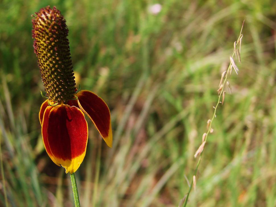 Free Image of Mexican Hat Flower 