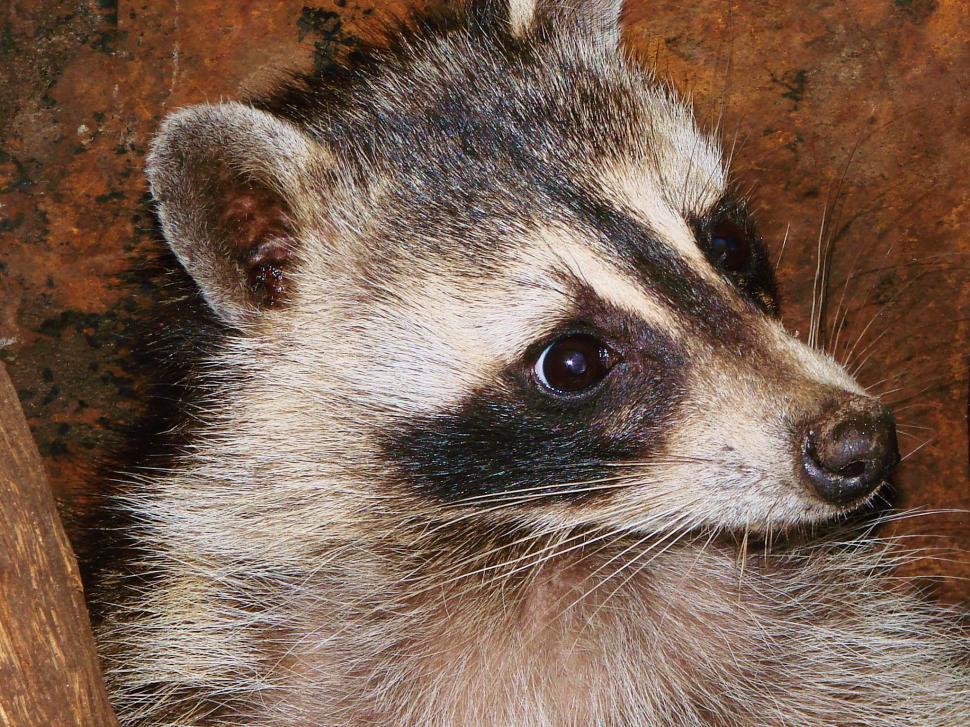Free Image of Scared Racoon 