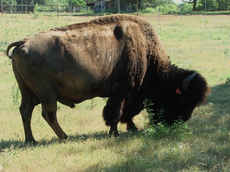 Free Image of Bison/Buffalo 