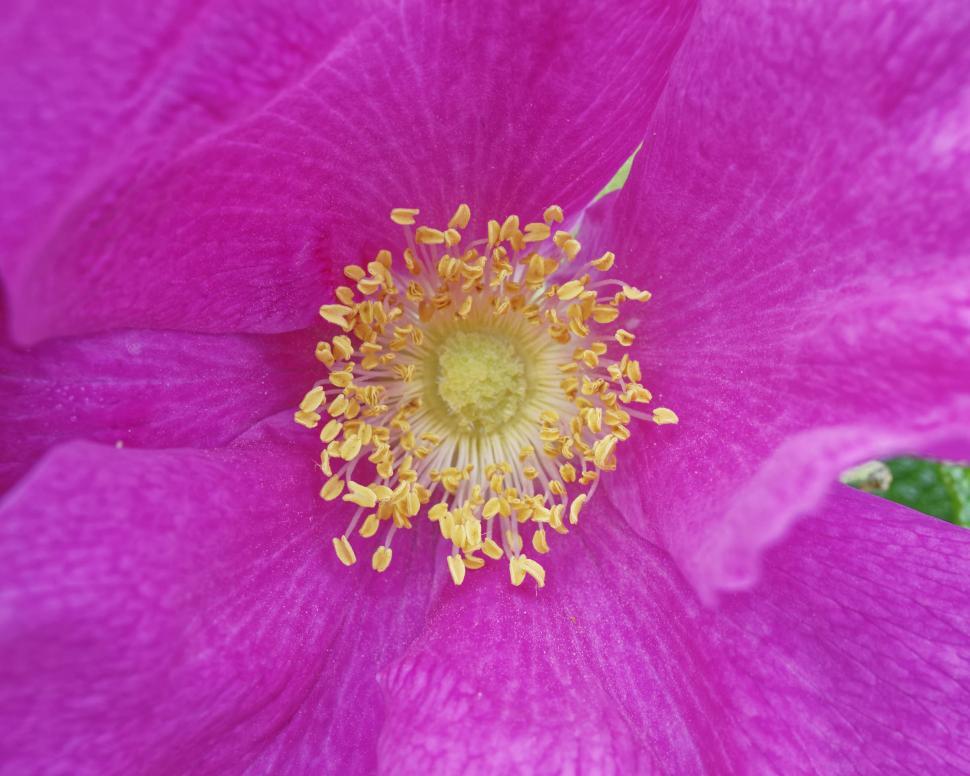 Free Image of Wild Rose 