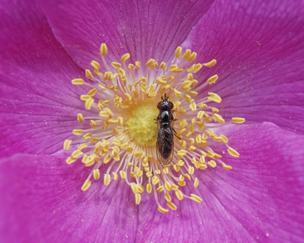 Free Image of Fly on a wild rose 