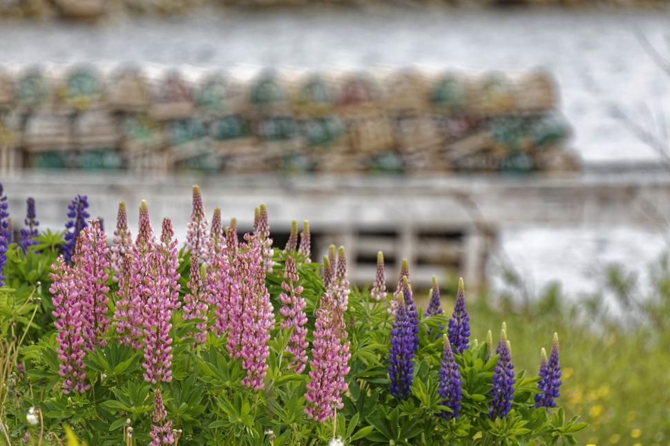 Free Image of Lupins near a fishing pier 