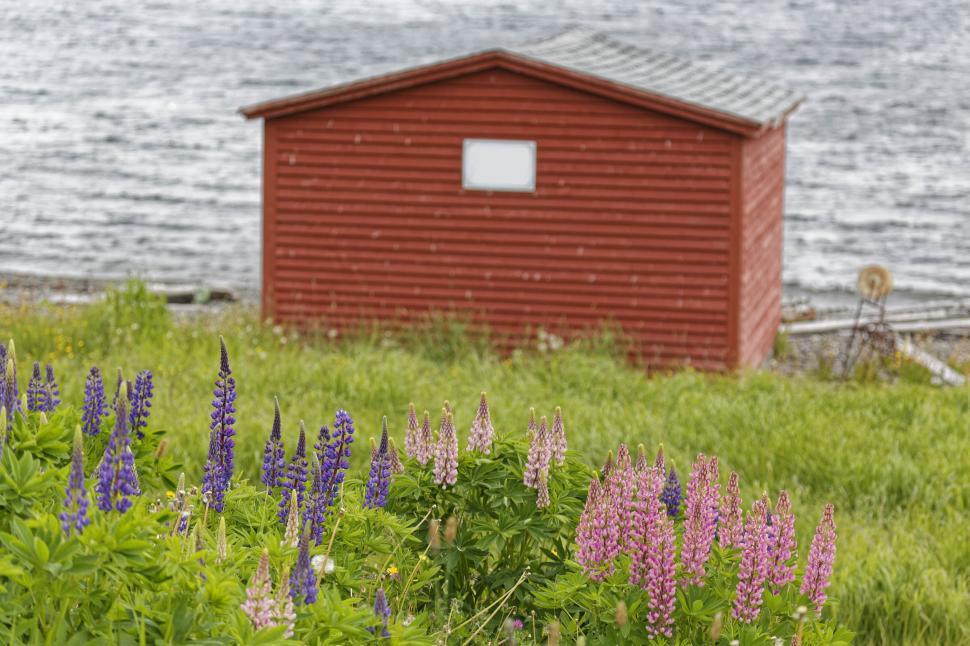 Free Image of Lupins and a building 