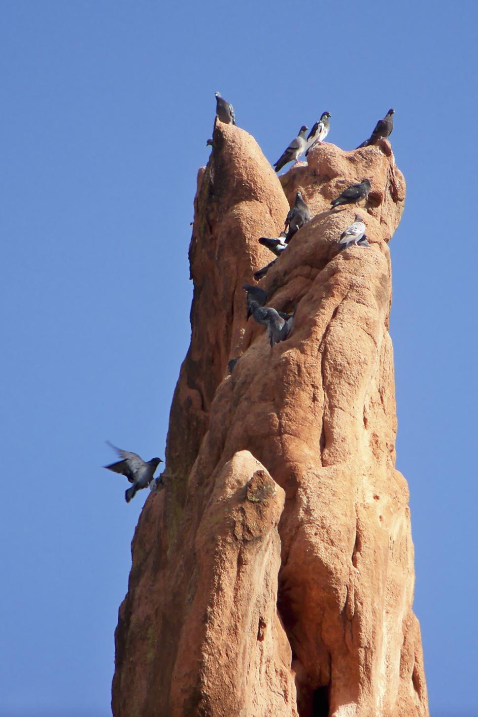Free Image of Pigeons on Rock 