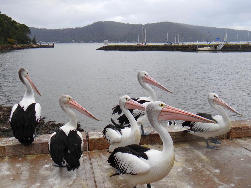 Free Image of pelicans on the dock  