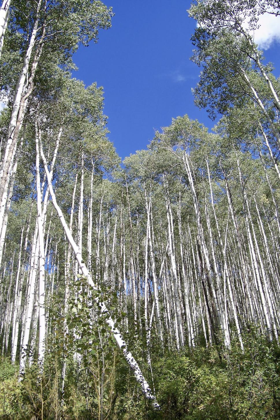Free Image of aspen forest 3 