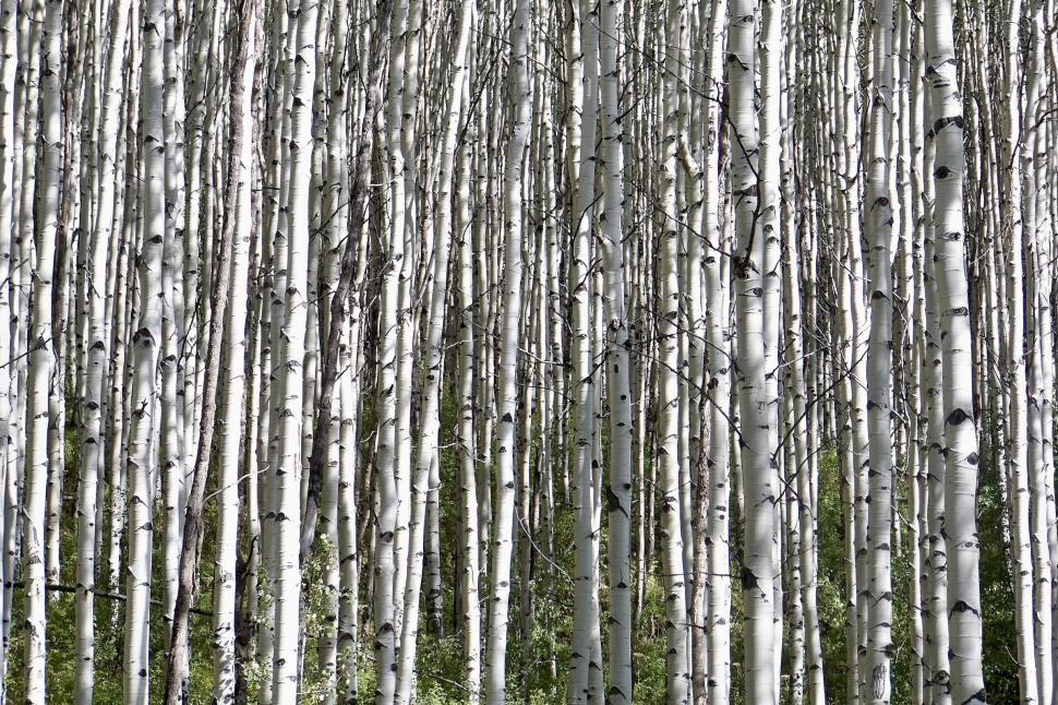 Free Image of aspen forest 2 
