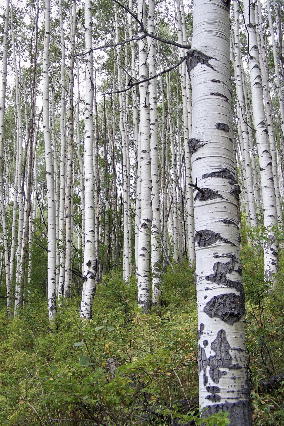 Free Image of aspen forest 