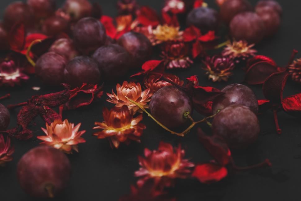 Free Image of Dried flowers 