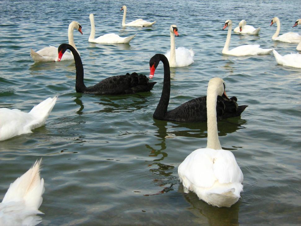 Free Image of Black swans and white swans in lake  