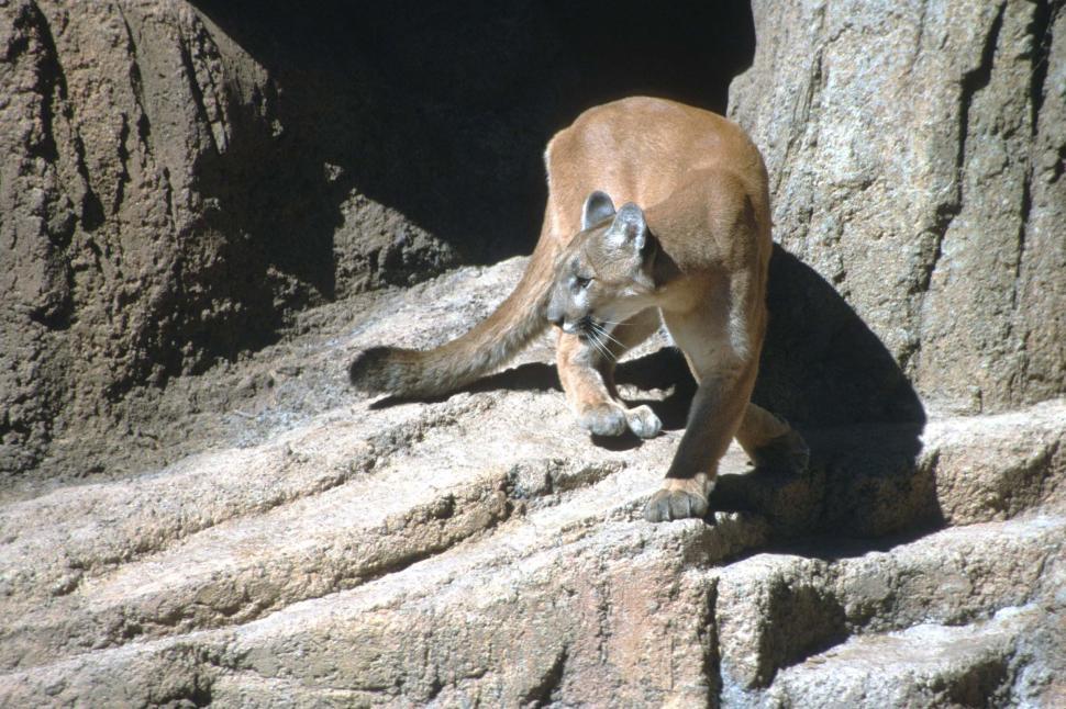 Free Image of Mountain Lion on the Prowl 