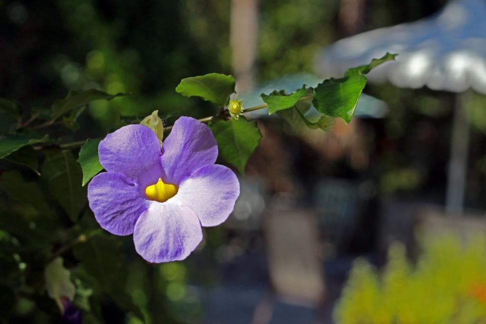Free Image of Purple tropical flower  