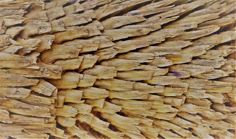 Free Image of Texture from nature tropical tree bark  