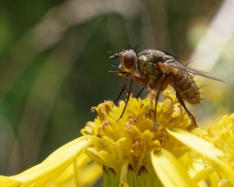 Free Image of Fly on a yellow flower 