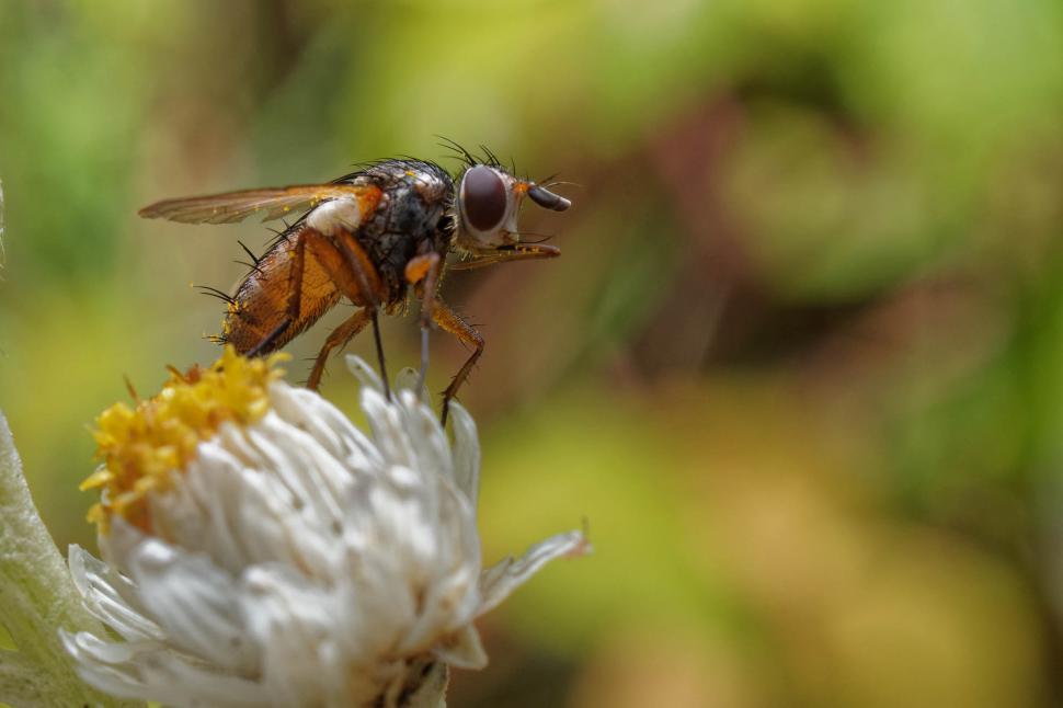 Free Image of Fly on a white and yellow flower 