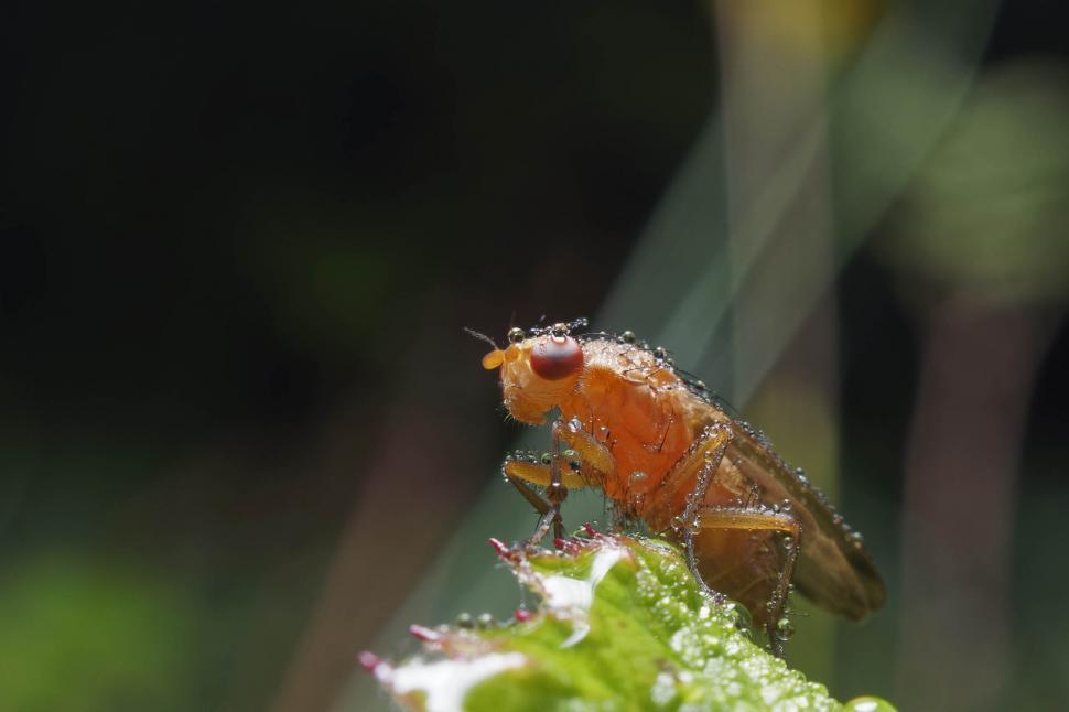 Free Image of Marsh fly 