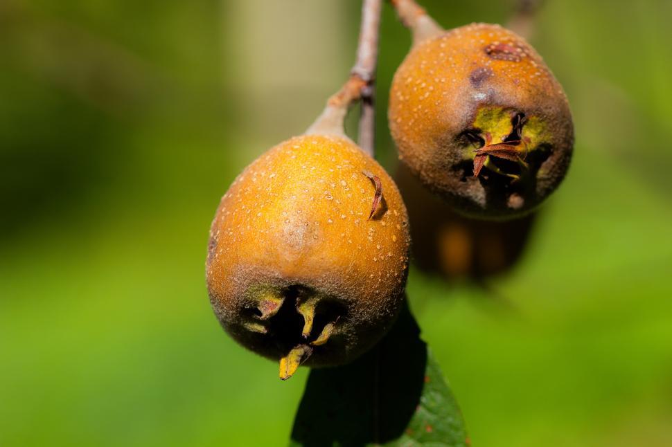 Free Image of Ripe fruit on a branch  