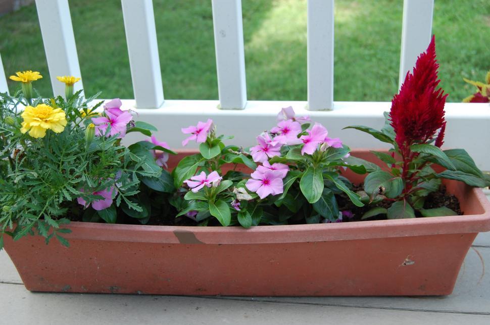 Free Image of Flowers in Pot 