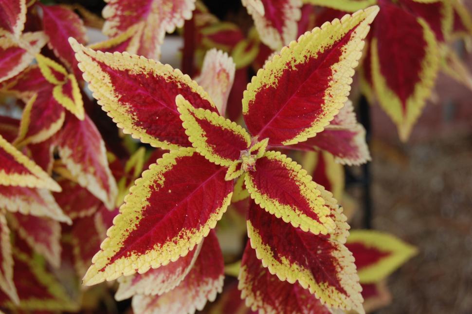 Free Image of Close Up of a Plant With Red and Yellow Leaves 