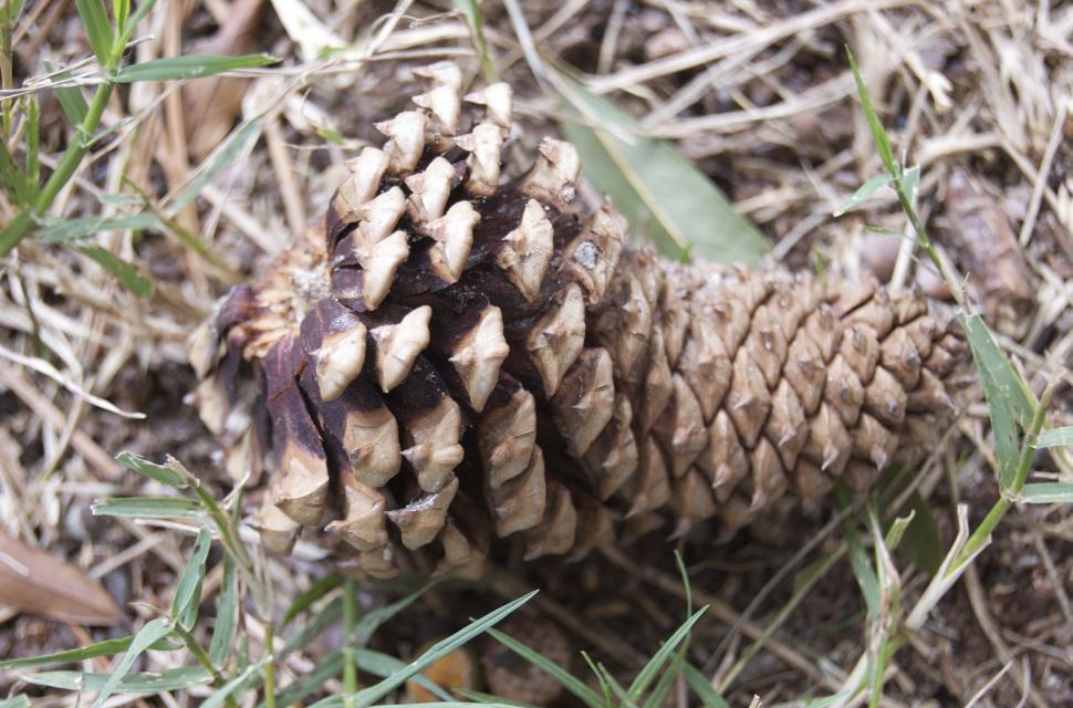 Free Image of Pine Cone 